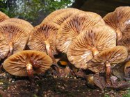 Champignons Champignons