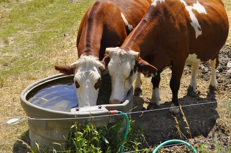 Deux vaches buvant à l'abreuvoir, dans un champ.
