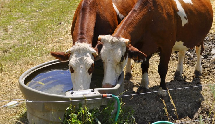 Deux vaches buvant à l'abreuvoir, dans un champ.