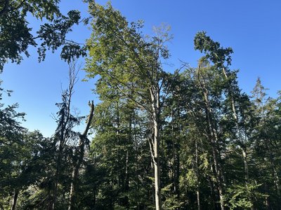 image foret