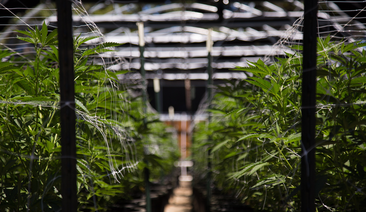Des plants de cannabis alignés dans une serre.