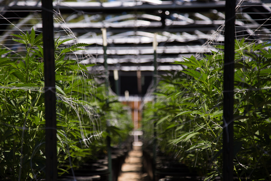 Des plants de cannabis alignés dans une serre.