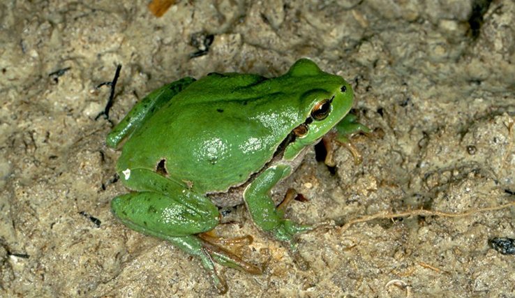 Rainette verte, un batracien menacé, qui est une espèce-cible pour ce type d'habitat en zone agricole.
