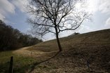 Mars 2016 - Route Vufflens - Arbre solitaire