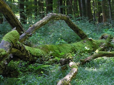 Bois mort en décomposition Bois mort en décomposition