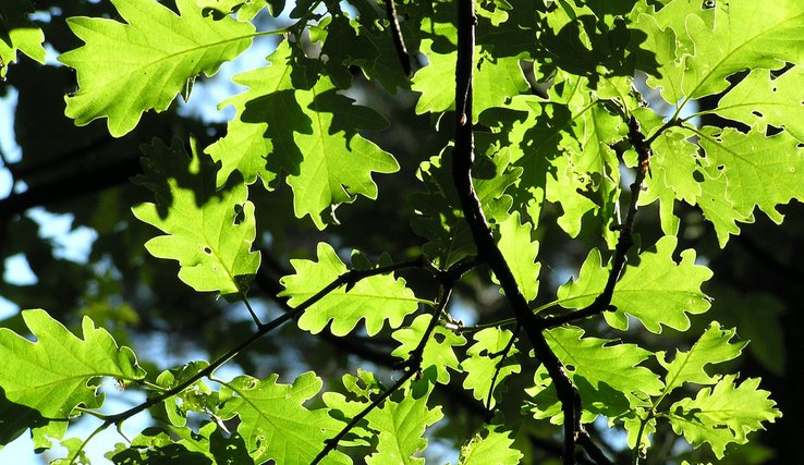 forêt