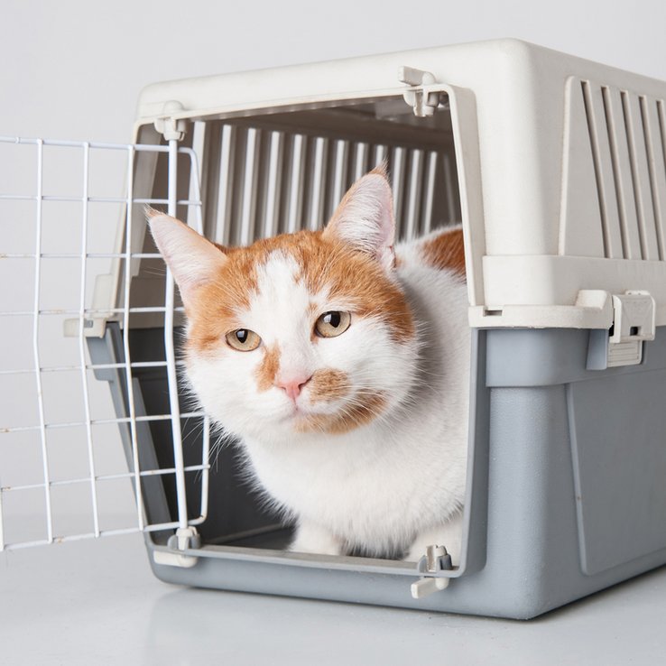 Un chat roux et blanc dans une cage de voyage, porte ouverte.