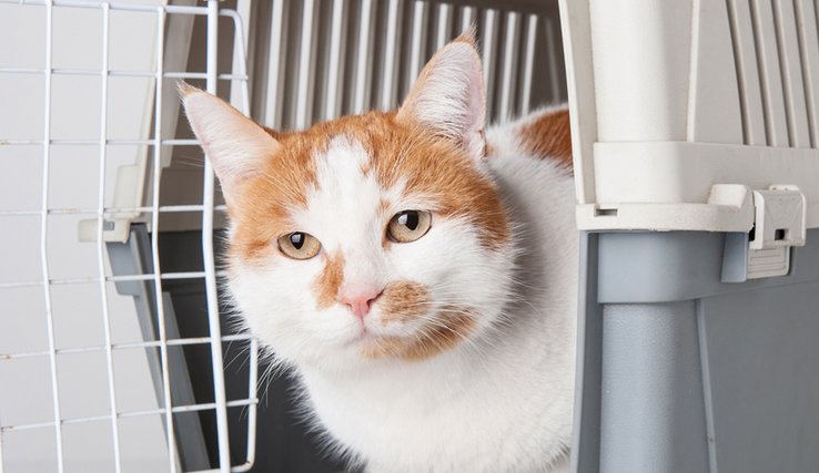 Un chat roux et blanc dans une cage de voyage, porte ouverte.