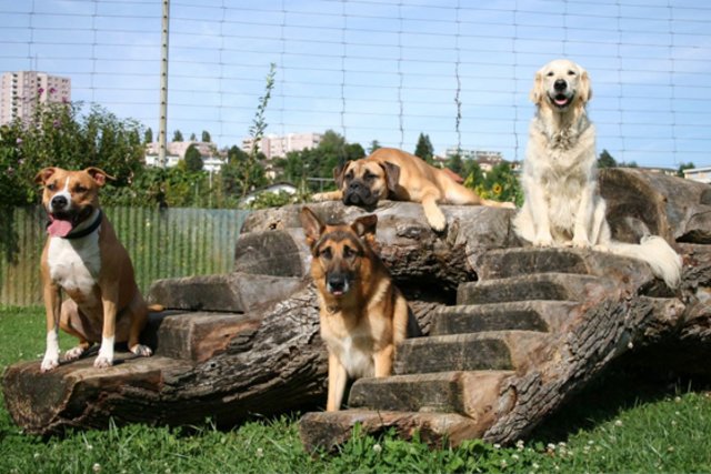 groupe de différents chiens posant paisiblement