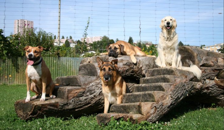 groupe de différents chiens posant paisiblement