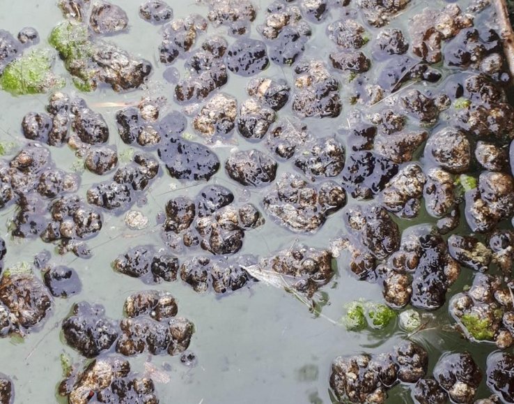 des algues à la surface de l'eau font comme une mousse. L'eau est bleutée.