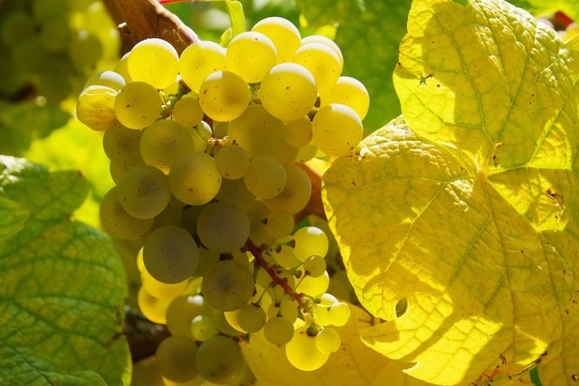 Grappe de raisin blanc et feuille de vigne dans une lumière automnale.
