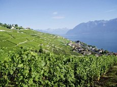 Lavaux