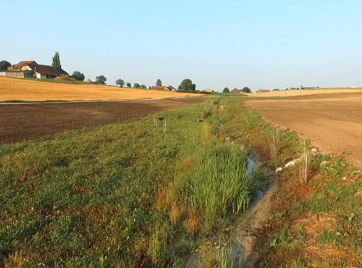 Ruisseau remis au jour dans la campagne vaudoise