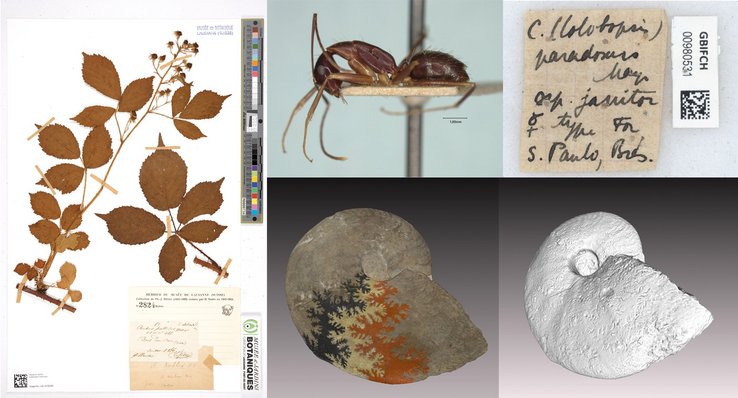 Projets SwissCollNet, (c) Naturéum