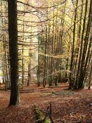 Hêtraie à sapin (©François Godi) Hêtraie à sapin (©François Godi)