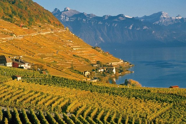 vignoble de Lavaux en automne
