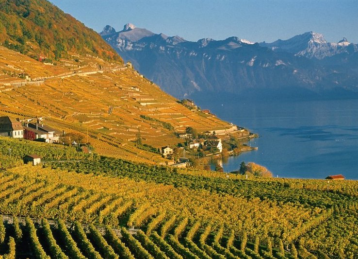 vignoble de Lavaux en automne