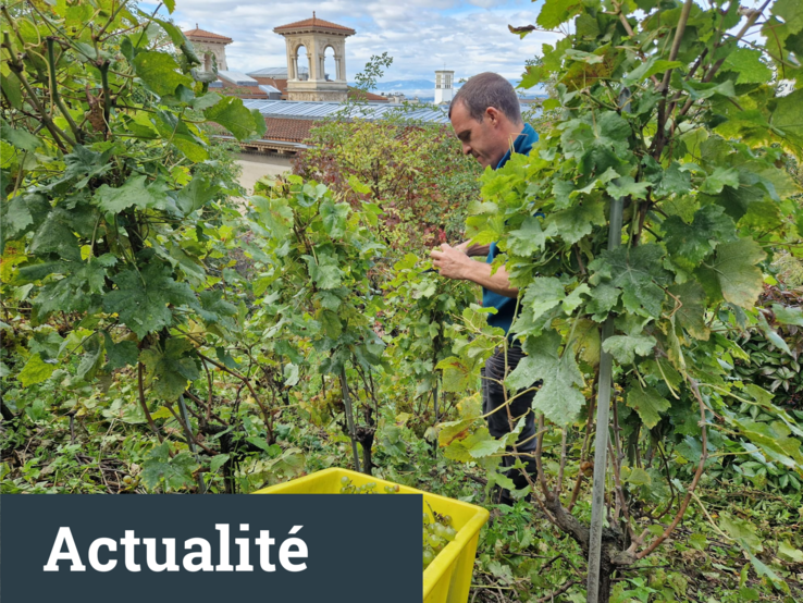 Vendanges des vignes du parlement
