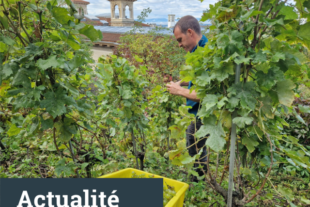 Vendanges des vignes du parlement