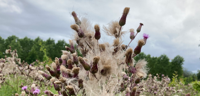 Chardons et folle avoine