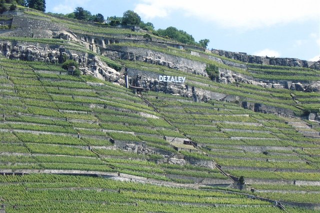 le vignoble du Dézaley vu du lac