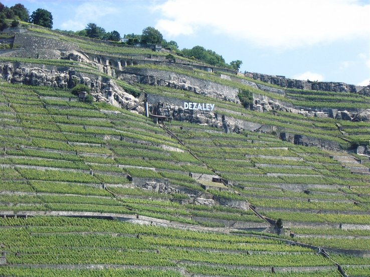 le vignoble du Dézaley vu du lac