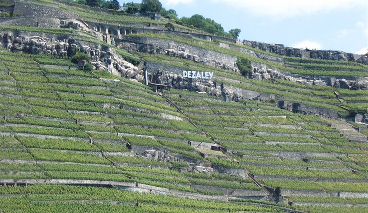 le vignoble du Dézaley vu du lac