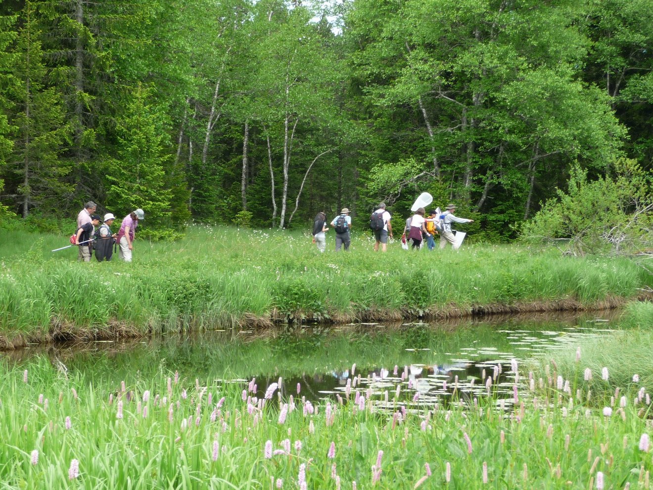 Excursion pour chercher des papillons.