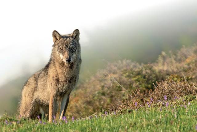 Un loup, assis dans une prairie (couverture du document Plan d'action loup joint au communiqué)