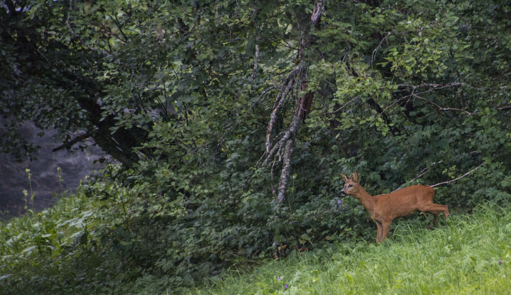 Une biche dans une forêt de montagne.