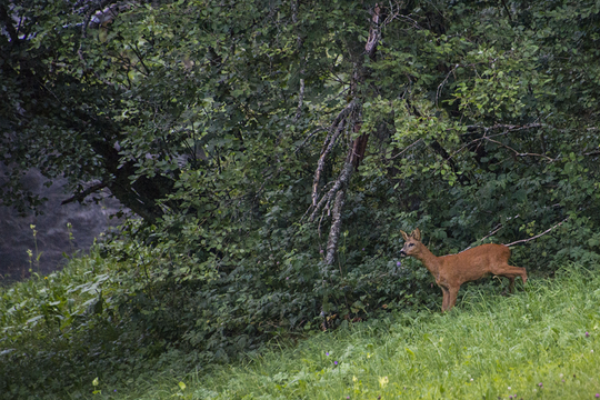 Une biche dans une forêt de montagne.