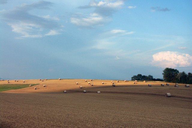 champs avec bottes de paille en été dans la campagne vaudoise