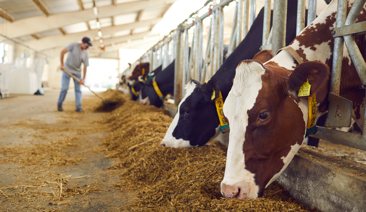 Des vaches mangeant du fourrage dans une grande halle.