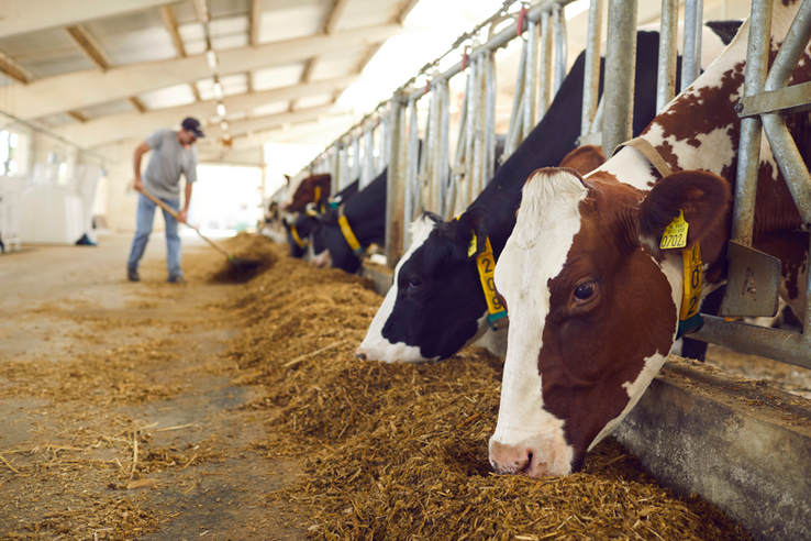 Des vaches mangeant du fourrage dans une grande halle.