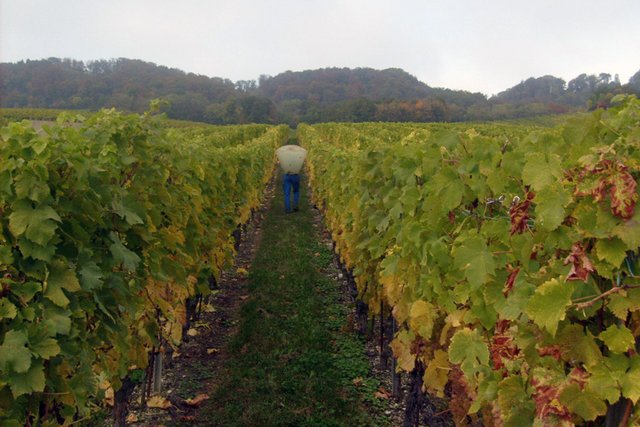porteur d'une brante de dos, marchant entre deux rangs de vigne