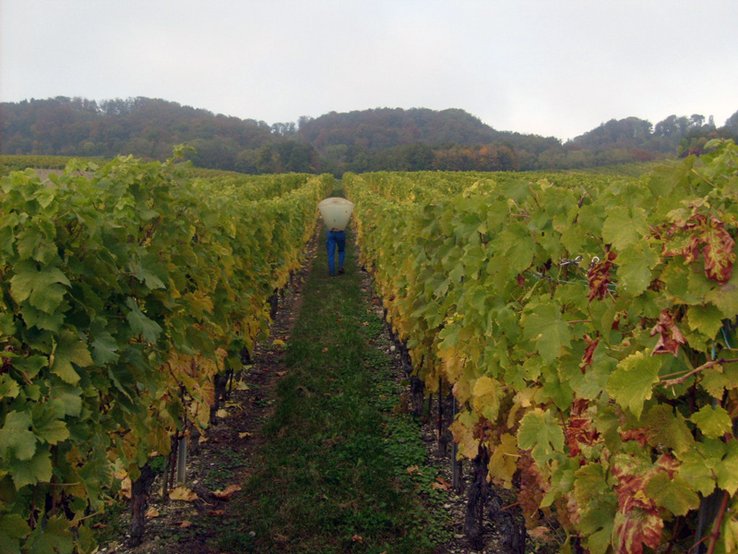 porteur d'une brante de dos, marchant entre deux rangs de vigne