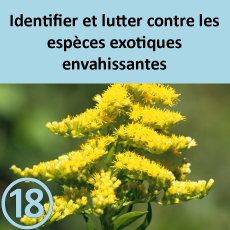 plantes-exotiques-envahissantes