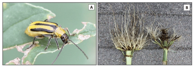Diabrotica virgifera