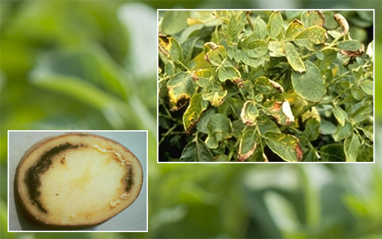 Flétrissement bactérien de la pomme de terre