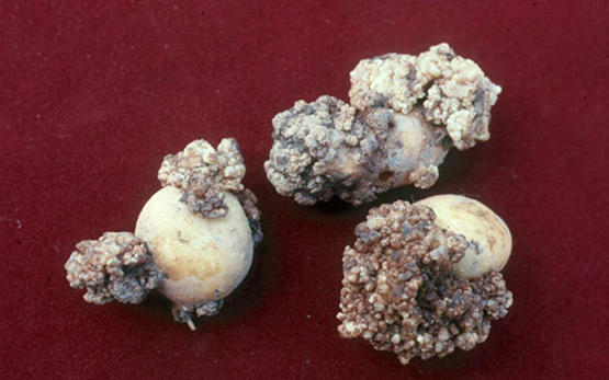 Galle verruqueuse de la pomme de terre