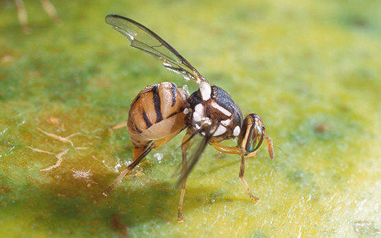 Mouche orientale des fruits