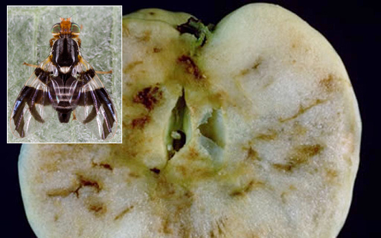 Mouche de la pomme