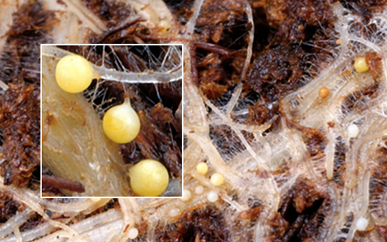 Nématodes dorés de la pomme de terre
