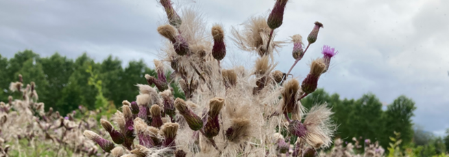 Chardons et folle avoine