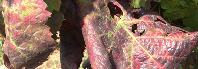 Flavescence dorée de la vigne