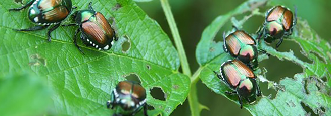 Popillia japonica