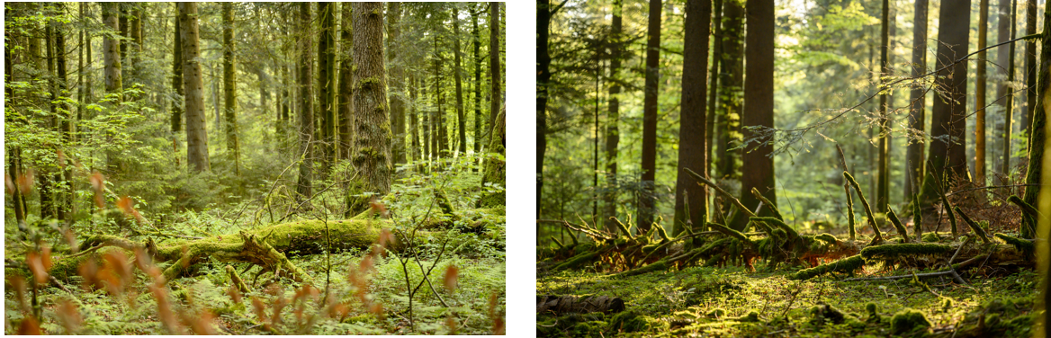 foret