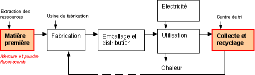 Cycles De Vie Des Ampoules Etat De Vaud